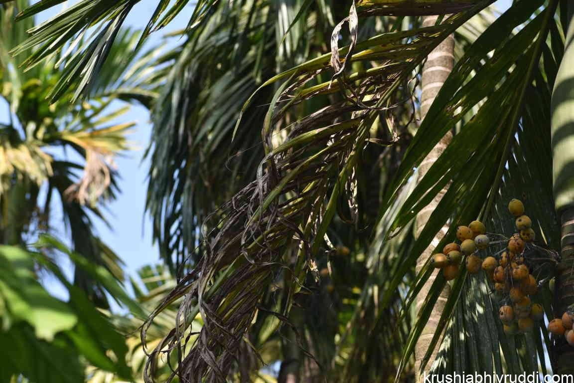 ಅಡಿಕೆಯ ಹಳದಿ ಎಲೆ ಚುಕ್ಕೆ (Leaf Spot) ರೋಗದ ಸರಿಯಾದ ನಿರ್ವಹಣೆ