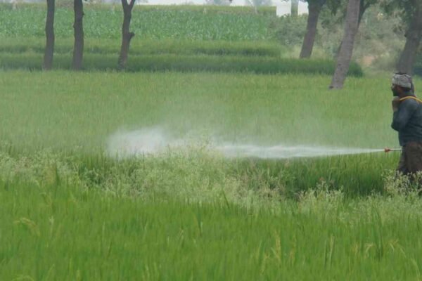 Systematic Use of Pesticides and Fungicides: The Right Dose, Right Method