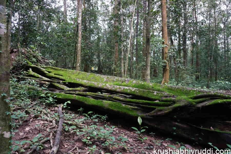 ಕಟ್ಟಿಗೆ ಮಾರಬೇಡಿ... ಸುಟ್ಟು ಬೂದಿ ಮಾಡಬೇಡಿ!