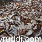 Organic matter like leaf and other wastes enrich the soil structure