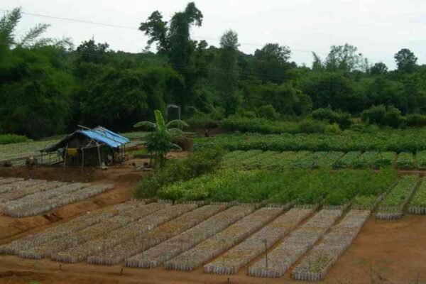Seed Propagation: A Path to Protect Plant Diversity